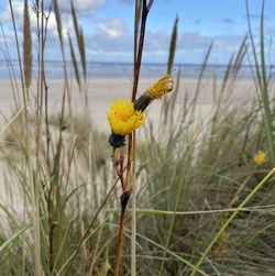 Close-up of yellow flowering plant on field