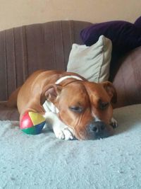 Dog resting on couch