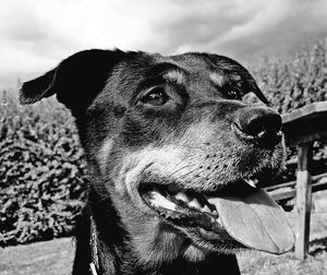 Close-up of dog looking away