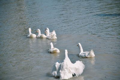 Swans swimming in lake