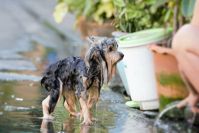 Full length of wet dog drinking water