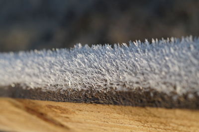 Close-up of wet frozen during winter