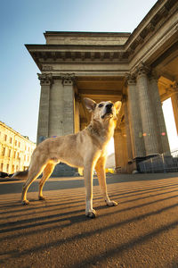Low angle view of dog against built structure