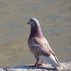 Close-up of seagull perching on a bird