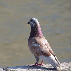 Pigeon staring into emptiness