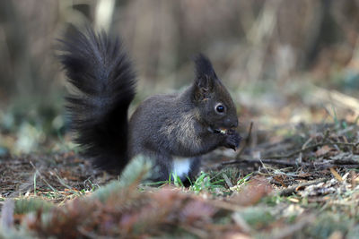 Close-up of squirrel