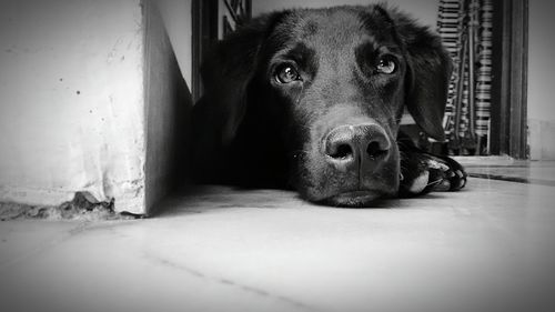 Close-up of dog lying on floor