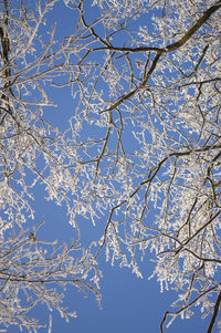 Low angle view of bare trees against sky