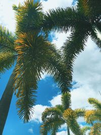 Low angle view of palm trees against sky