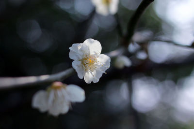 Close-up of white blossoms on branch