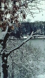 bare tree