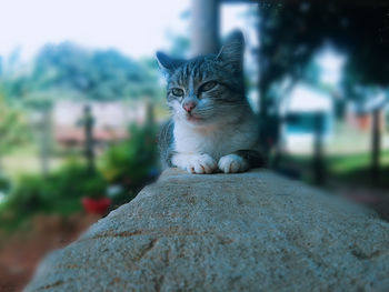 Close-up of cat sitting outdoors