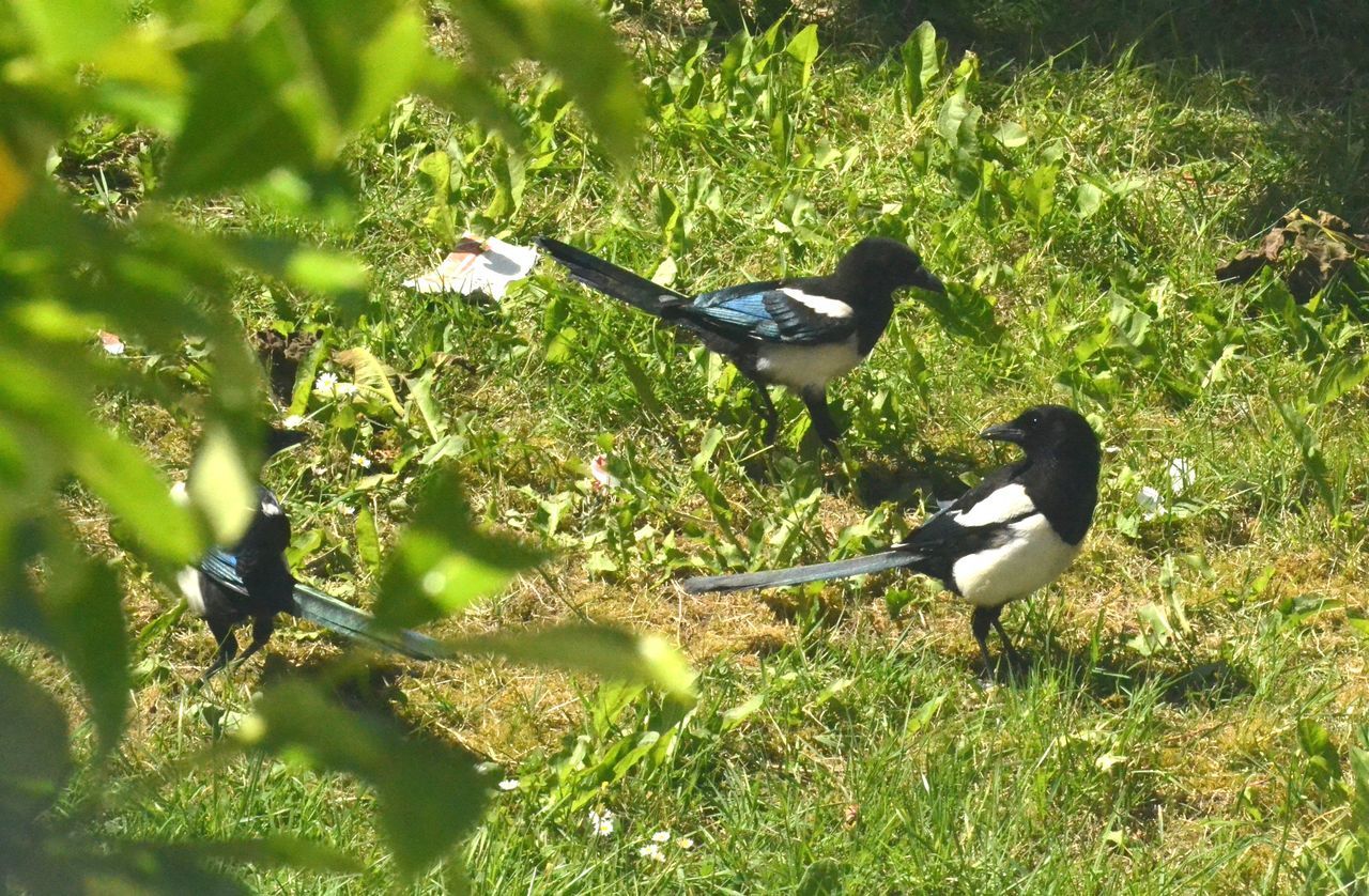 A parliament of magpies