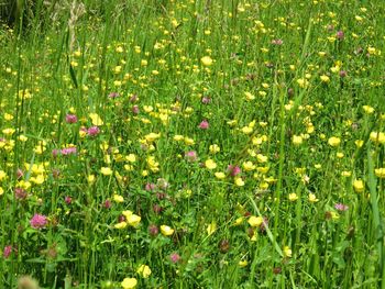 Flowers growing in field