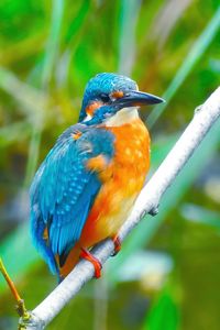 Close-up of bird perching on branch