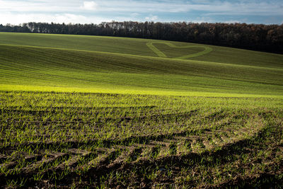 Scenic view of agricultural field