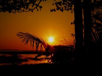 Silhouette of trees at sunset