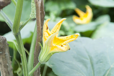 Close-up of yellow flower