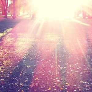 Sun shining through trees