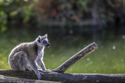 Side view of an sitting on wood