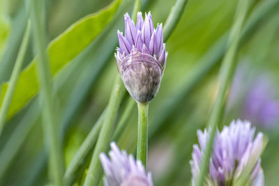 Close-up of purple flower