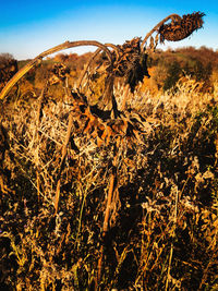 Close-up of dry plants on land