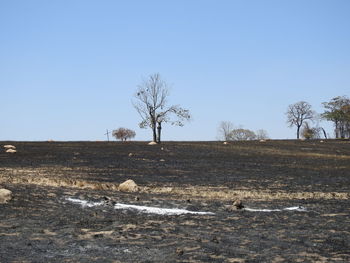 Bare trees on field against clear sky