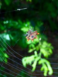 Spider on web