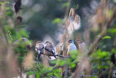 Birds perching on branch