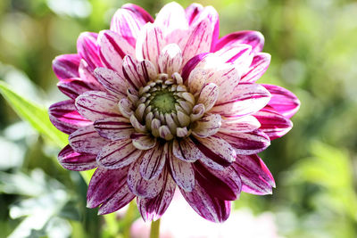 Close-up of pink flower blooming outdoors