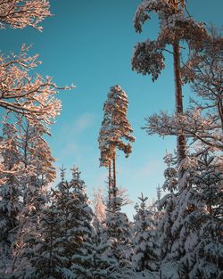 Low angle view of snow covered trees against sky