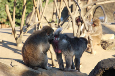 Monkey sitting in a zoo