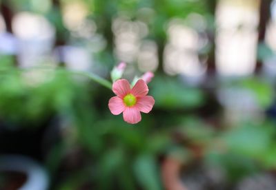 Close-up of pink flowering plant