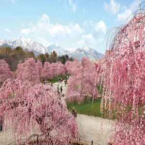 Pink cherry blossoms in spring against sky