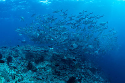 Fish swimming in sea
