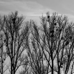 Low angle view of bare trees against sky