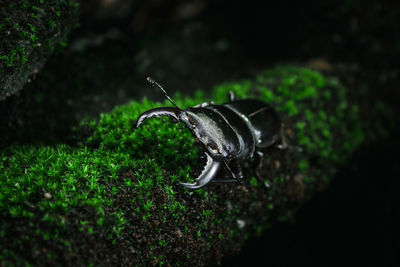 Close-up of lizard on rock