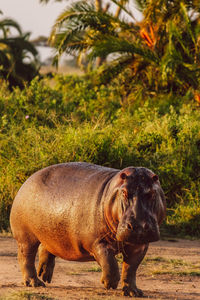 Hippopotamus on a field