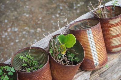 Close-up of potted plant