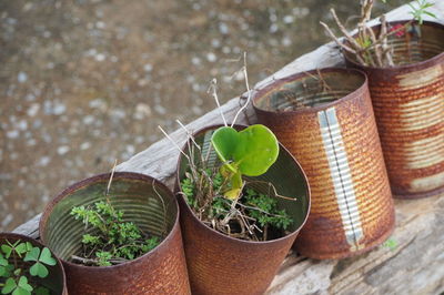 Close-up of potted plant