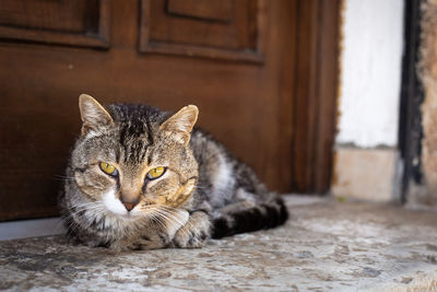 Portrait of cat sitting on hardwood floor