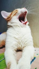 Close-up of cat yawning