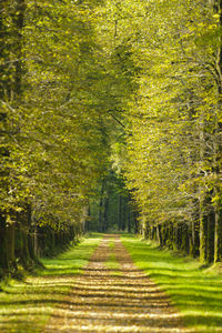 Dirt road amidst trees in forest