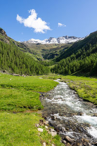 Scenic view of stream amidst trees against sky