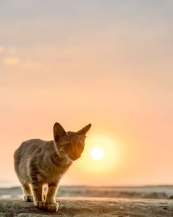 Cat standing on beach during sunset