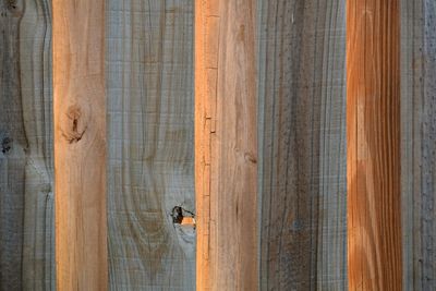 Close-up of wood privacy fence backlit by the setting sun