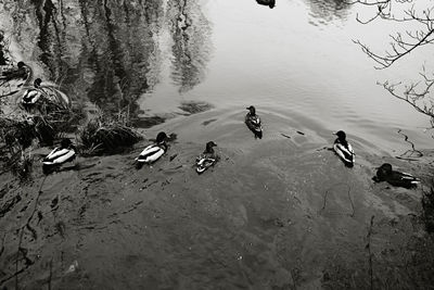 High angle view of ducks swimming in lake