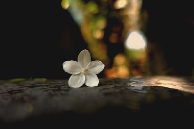 Close-up of frangipani blooming outdoors