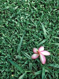 High angle view of pink flowering plants on land