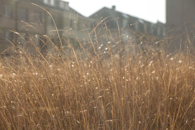 Close-up of grass against sky